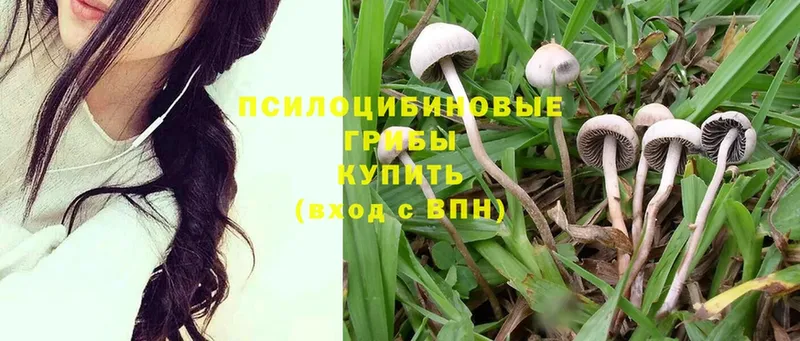 Галлюциногенные грибы Psilocybe  Волоколамск 